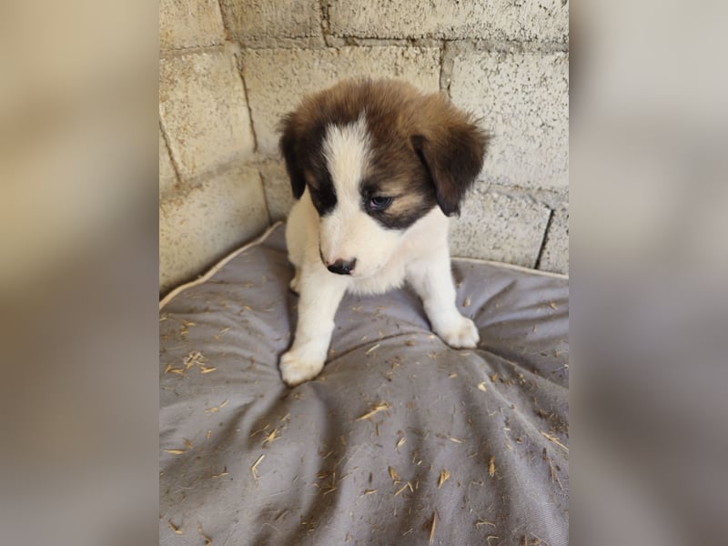 Hund Hündin Welpe Tierschutz Sari
