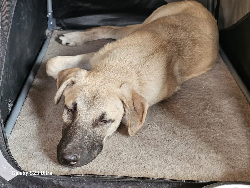 Hund Rüde Tierschutz Otis