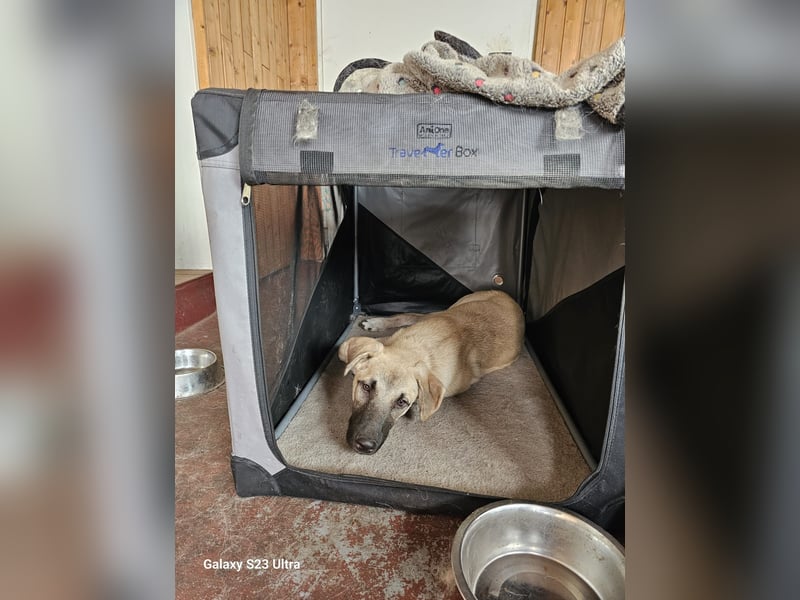 Hund Rüde Tierschutz Otis