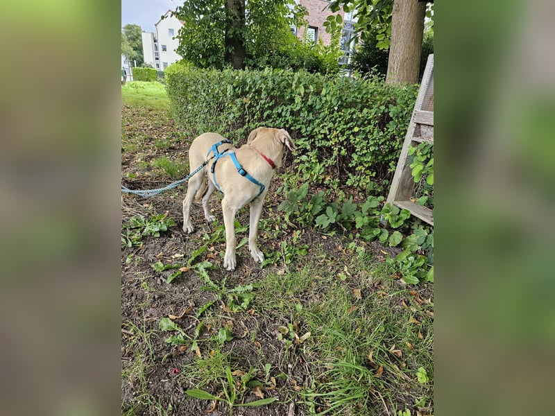 Hund Rüde Tierschutz Otis
