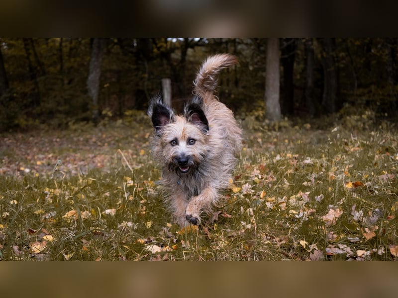 Fritz Fritz