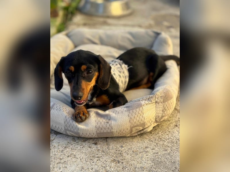 Miss Monty