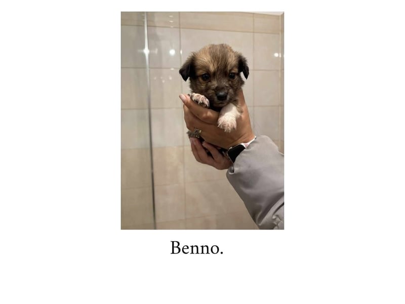 Benno