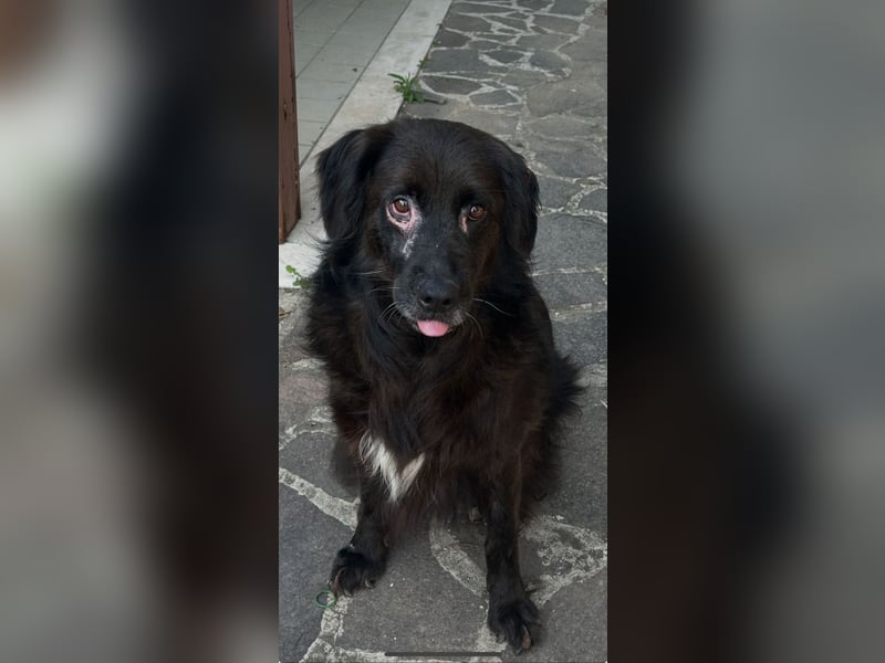 Baloo