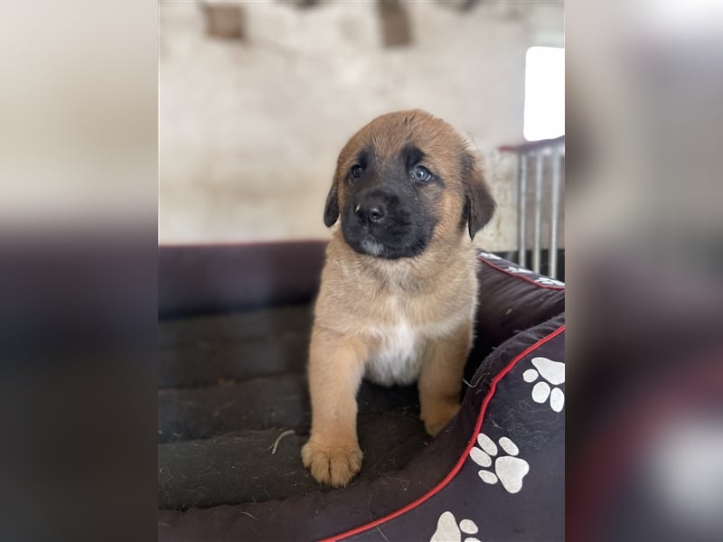 Herdenschutzhunde Welpen