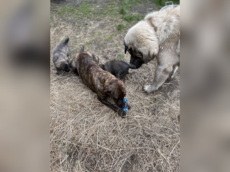 Herdenschutzhunde Welpen