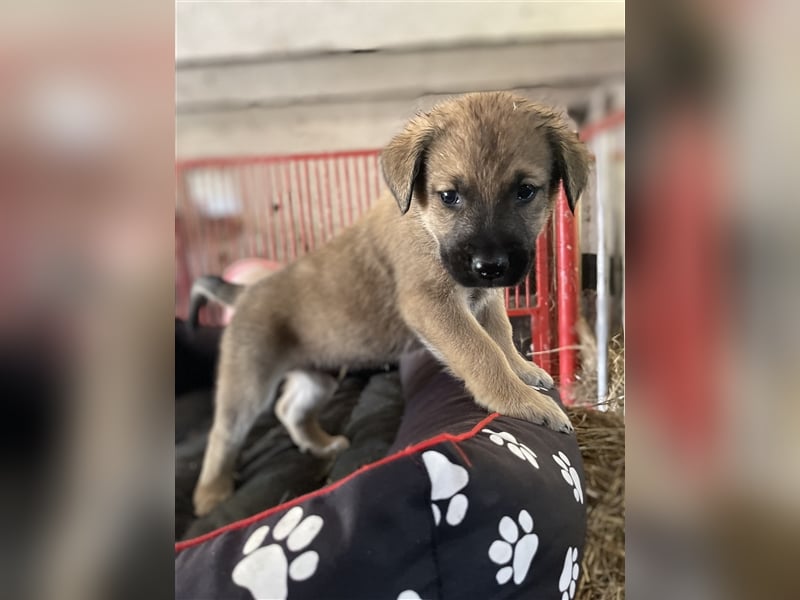 Herdenschutzhunde Welpen