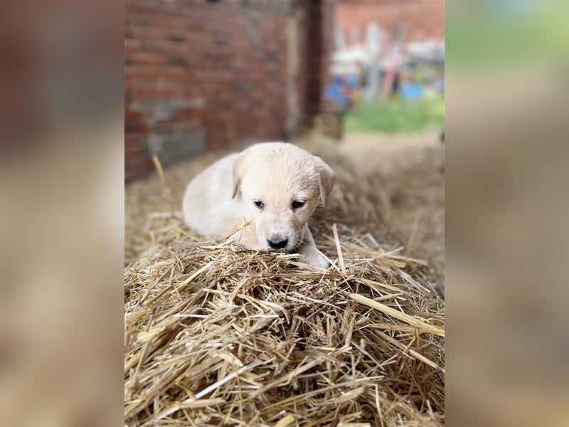 Herdenschutzhunde Welpen