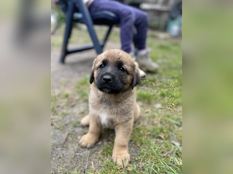 Herdenschutzhunde Welpen