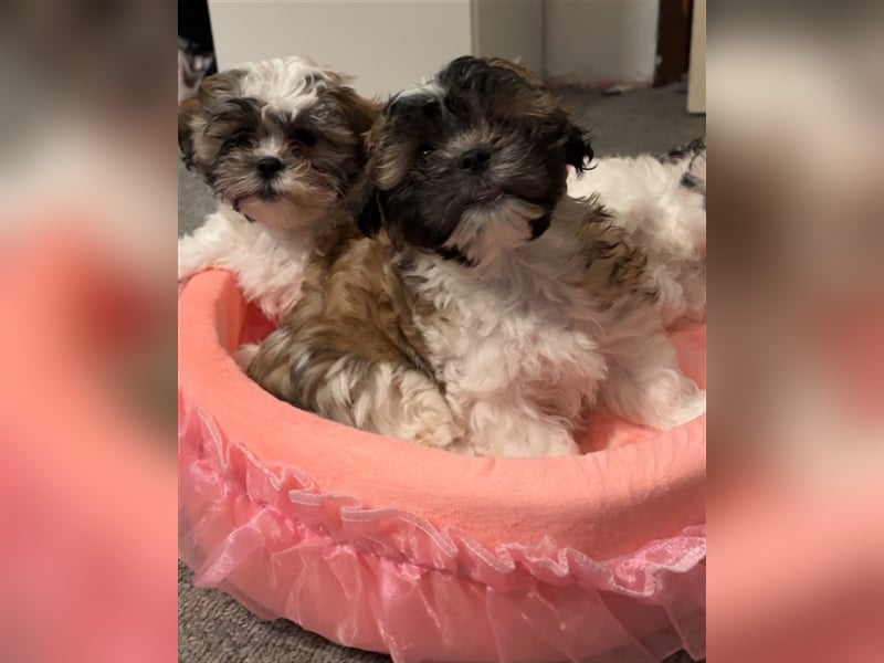 Shih Tzu Malteser Mix Welpen 15 Wochen alt