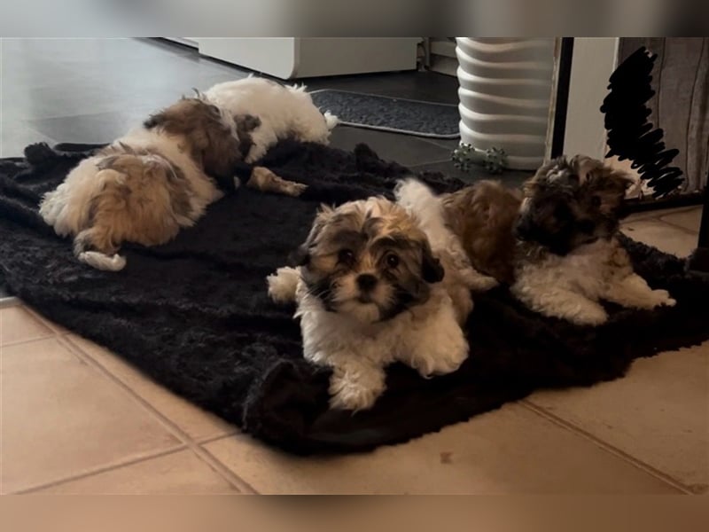 Shih Tzu Malteser Mix Welpen 15 Wochen alt