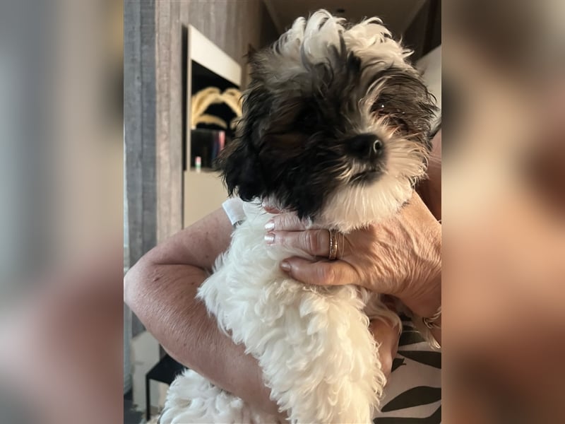 Shih Tzu Malteser Mix Welpen 15 Wochen alt