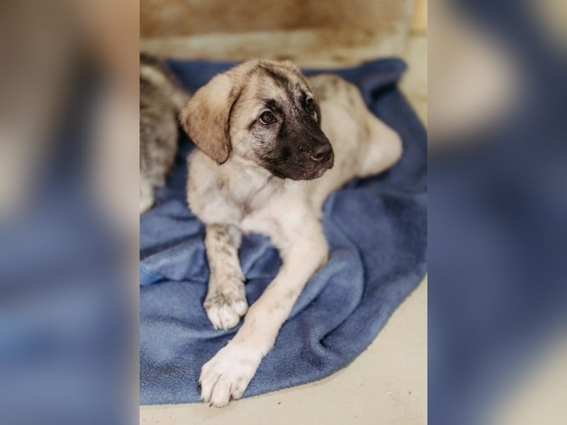 HERMINE - zuckersüßes Welpenmädchen sucht ihr Für-Immer-Zuhause