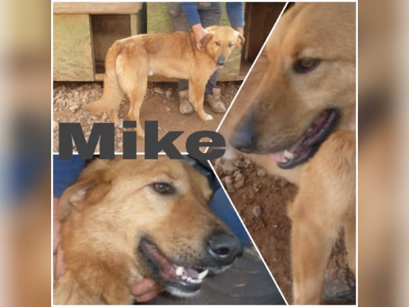 Mike sucht sein Für-Immer-Zuhause
