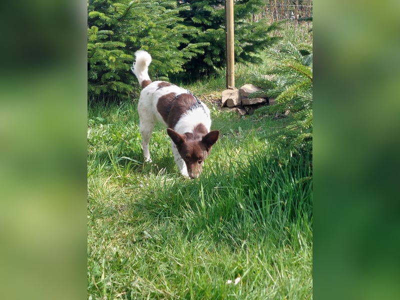 Cleo - kleine Terrierseele mit großem Herz sucht ihr Zuhause