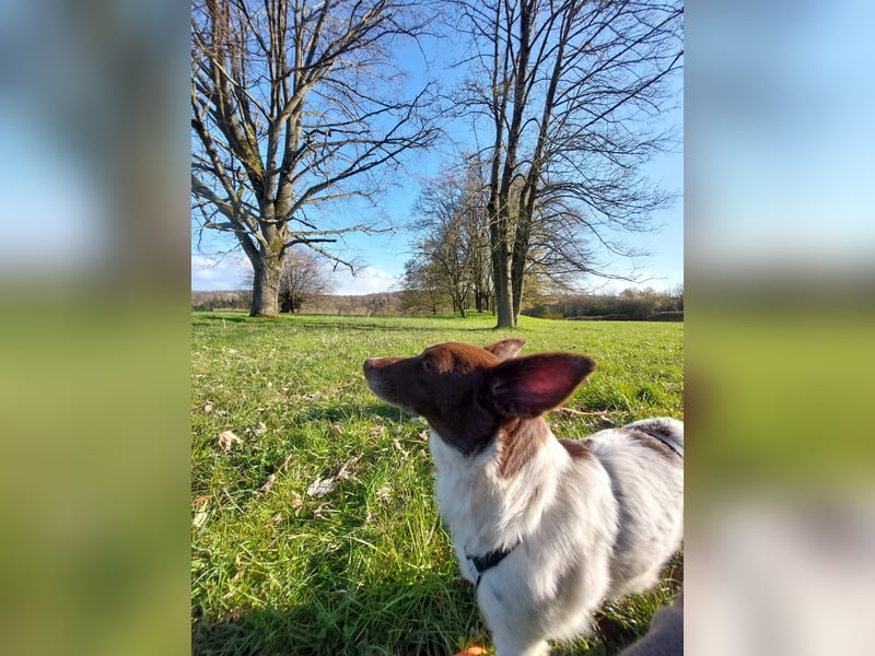 Cleo - kleine Terrierseele mit großem Herz sucht ihr Zuhause