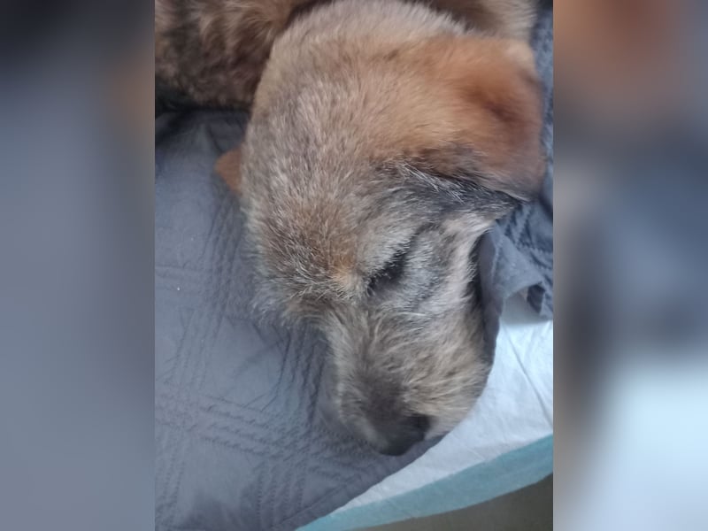 Mausi sucht Ihren Herzensmenschen