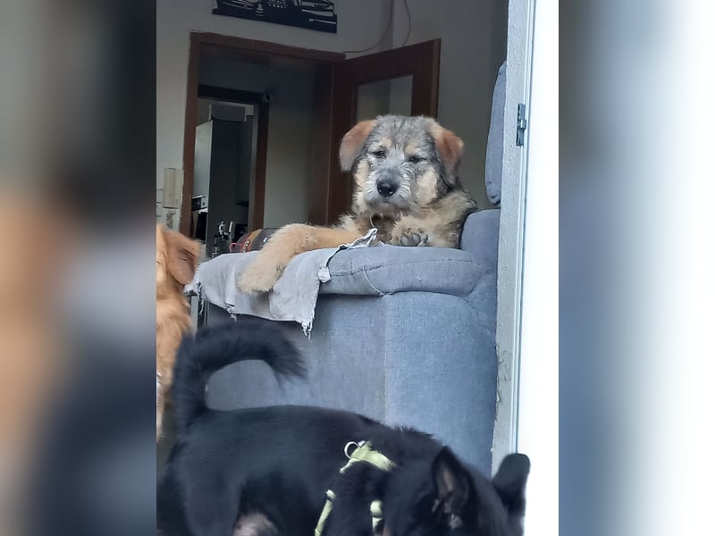 Mausi sucht Ihren Herzensmenschen