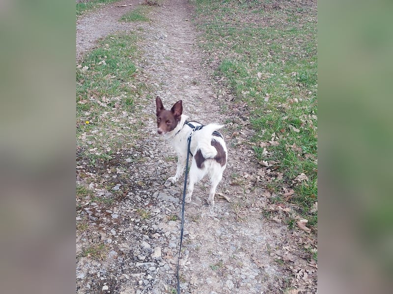 Cleo - kleine Terrierseele mit großem Herz sucht ihr Zuhause