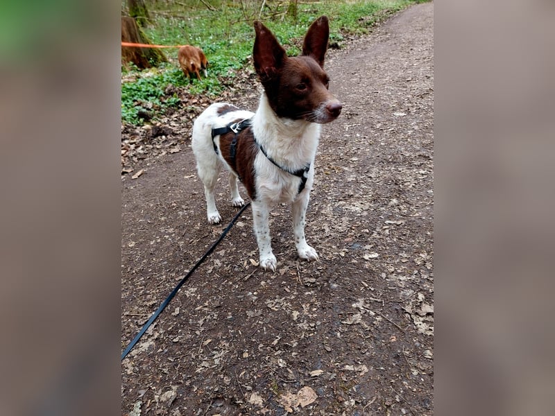 Cleo - kleine Terrierseele mit großem Herz sucht ihr Zuhause