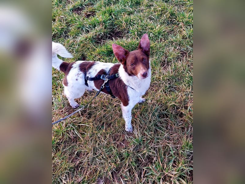 Traumhündin Cleo -sensible Begleiterin sucht Herzensplatz