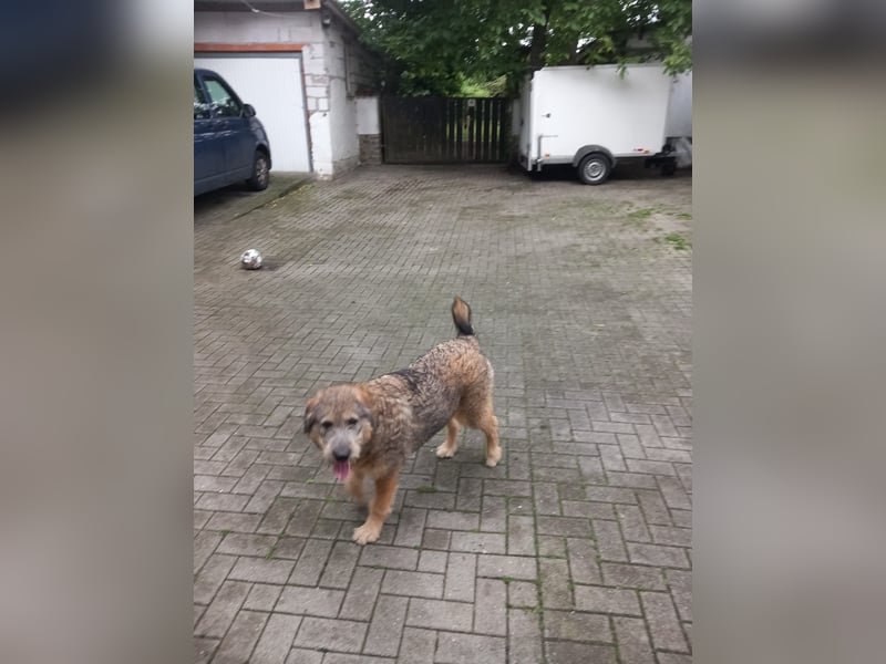 Mausi sucht Ihren Herzensmenschen