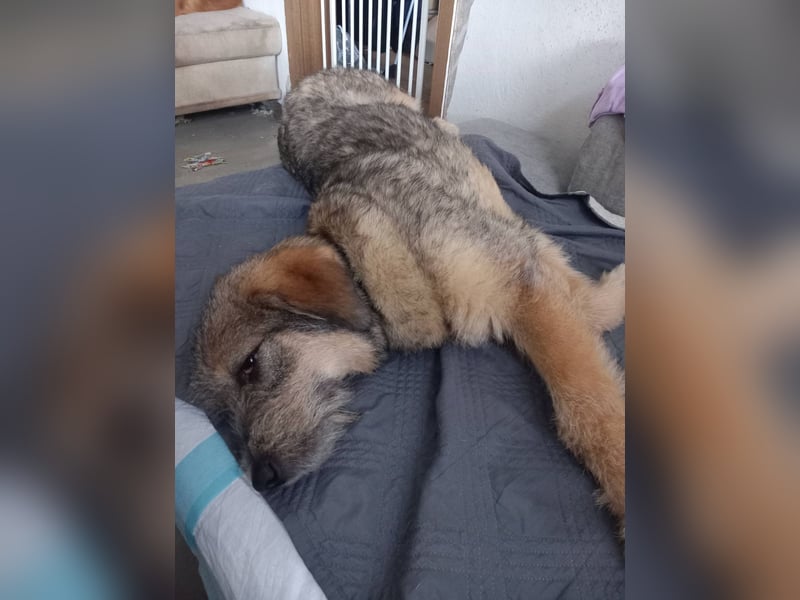 Mausi sucht Ihren Herzensmenschen
