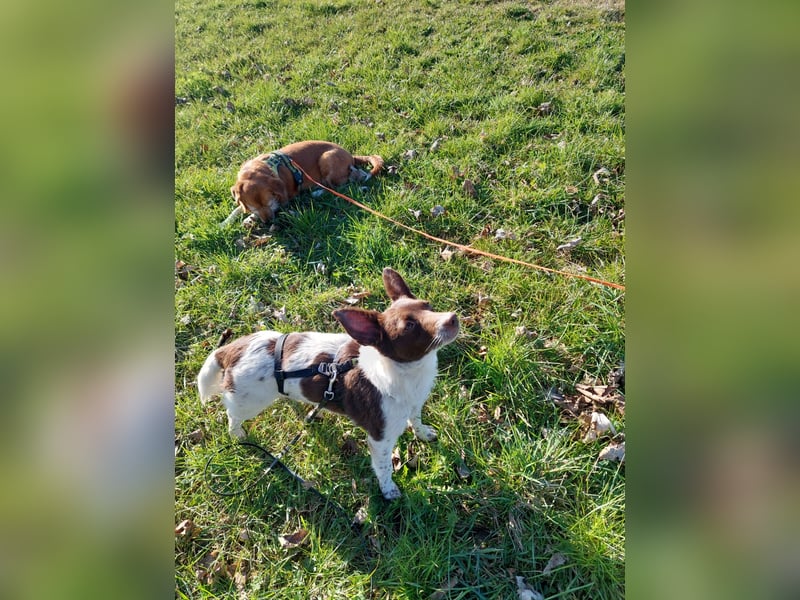 Cleo - kleine Terrierseele mit großem Herz sucht ihr Zuhause