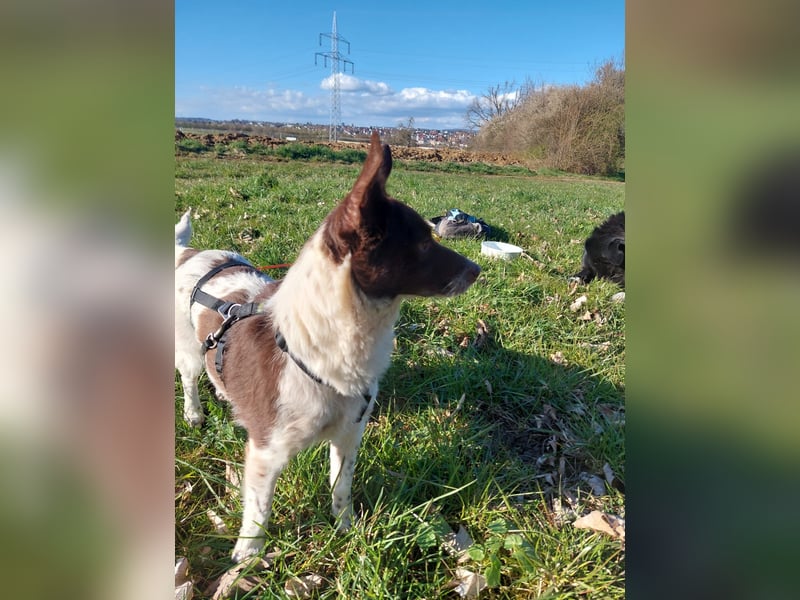 Cleo - kleine Terrierseele mit großem Herz sucht ihr Zuhause