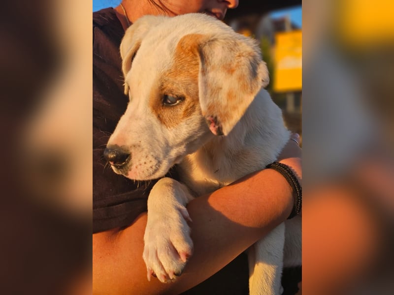 Ingrid, Welpenmädchen sucht ihr Glück