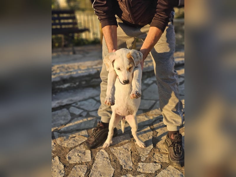 Ingrid, Welpenmädchen sucht ihr Glück