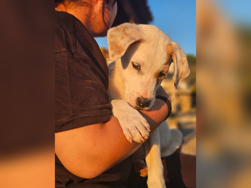 Ingrid, Welpenmädchen sucht ihr Glück