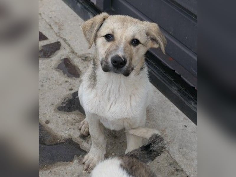 ELARA - zauberhaftes Welpenmädchen sucht liebevolles Zuhause