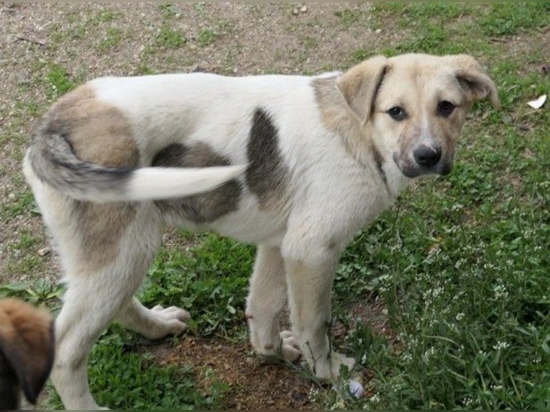 ELARA - zauberhaftes Welpenmädchen sucht liebevolles Zuhause