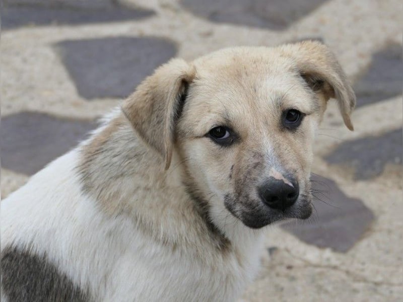 ELARA - zauberhaftes Welpenmädchen sucht liebevolles Zuhause