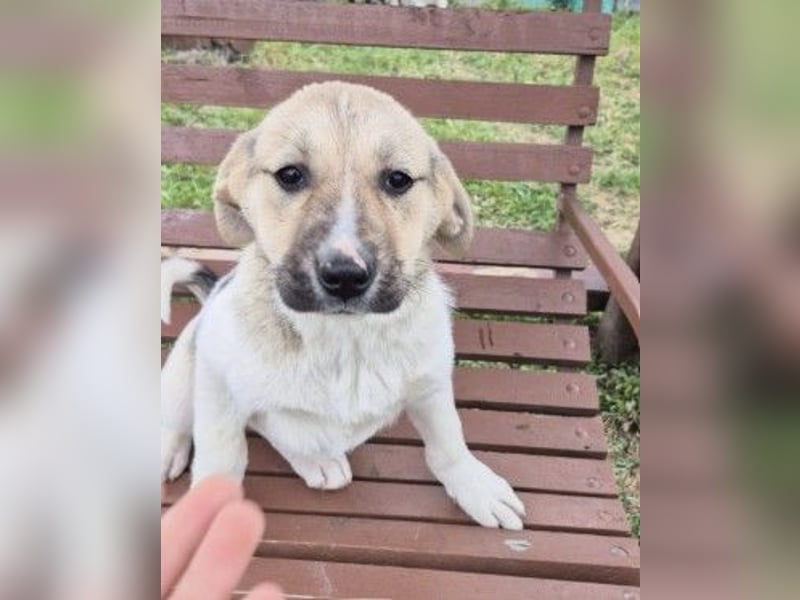 ELARA - zauberhaftes Welpenmädchen sucht liebevolles Zuhause