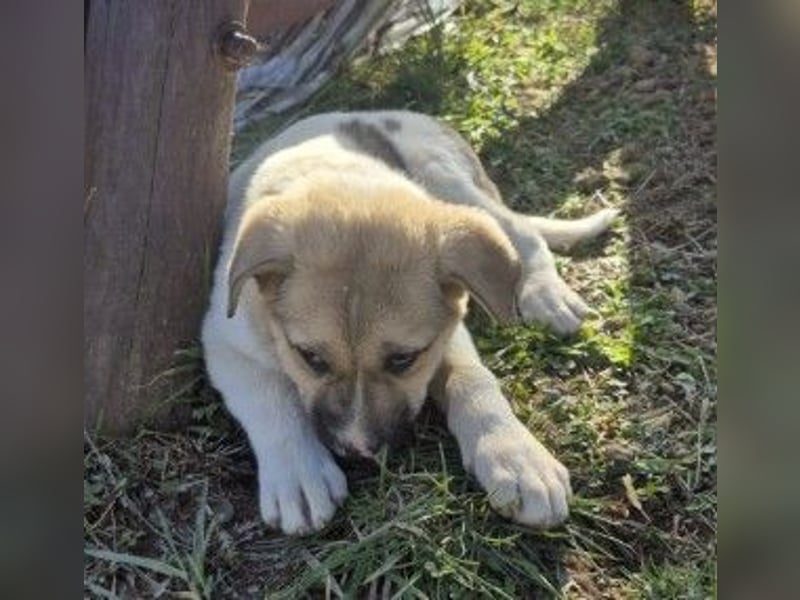 ELARA - zauberhaftes Welpenmädchen sucht liebevolles Zuhause
