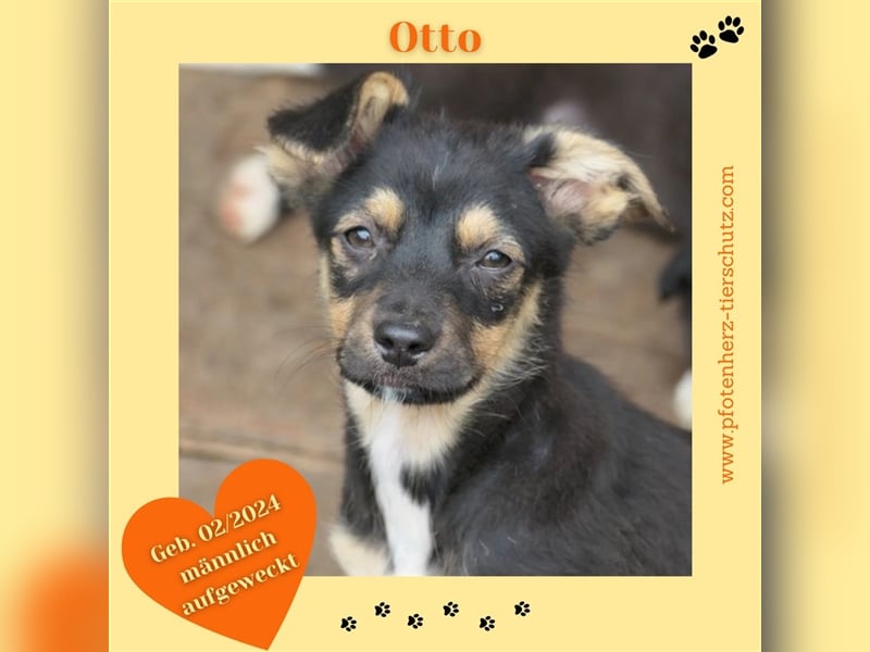 Otto sucht sein Zuhause
