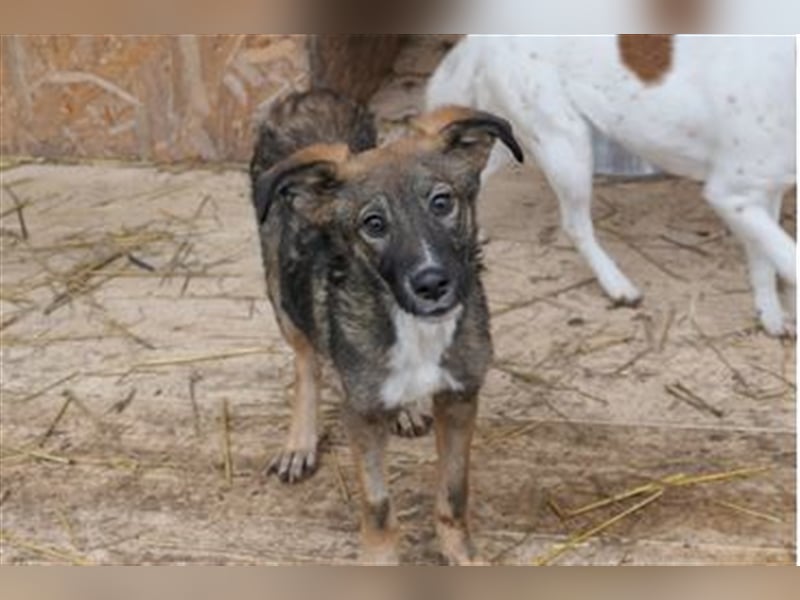 Liebevolles Zuhause für THEO gesucht