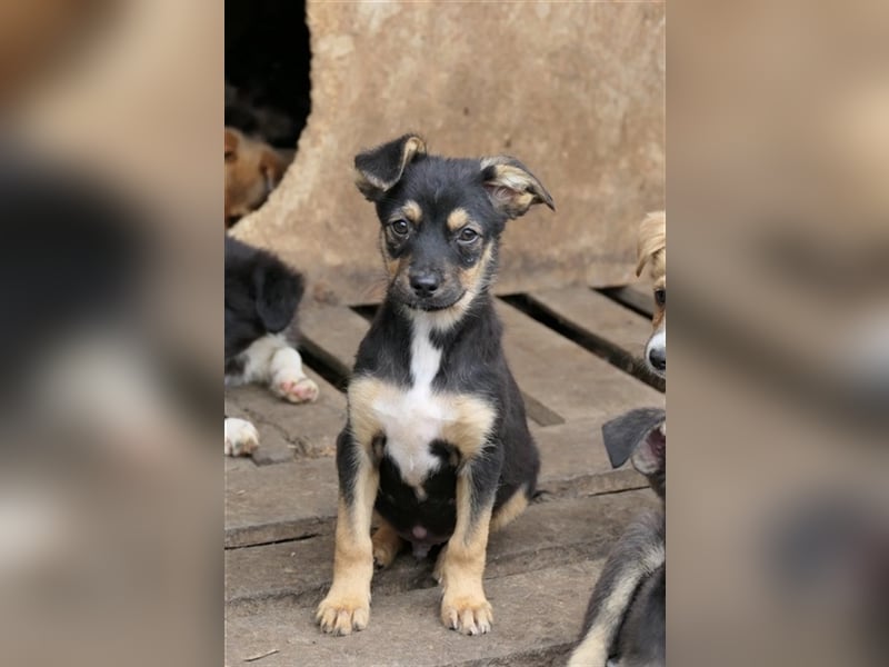 Otto sucht sein Zuhause