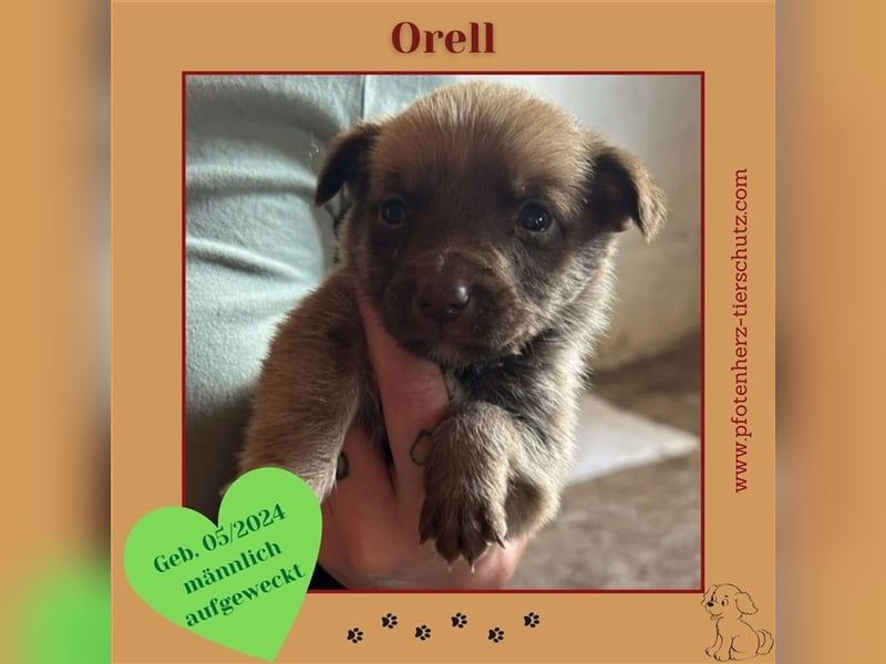 Orell sucht sein Zuhause