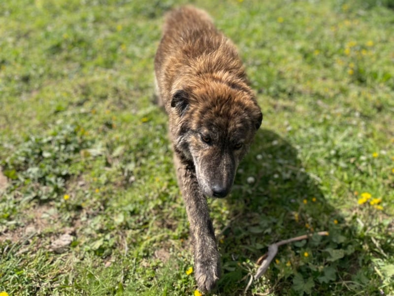 Sonia - Sanfte Herzensbrecherin sucht Geborgenheit