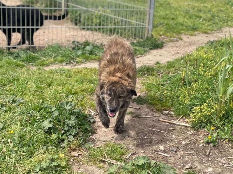 Sonia - Sanfte Herzensbrecherin sucht Geborgenheit