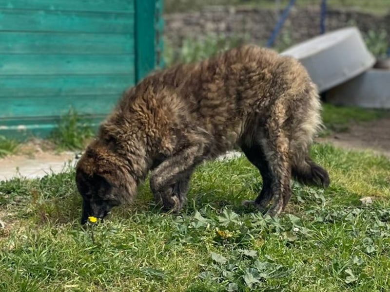 Sonia - Sanfte Herzensbrecherin sucht Geborgenheit