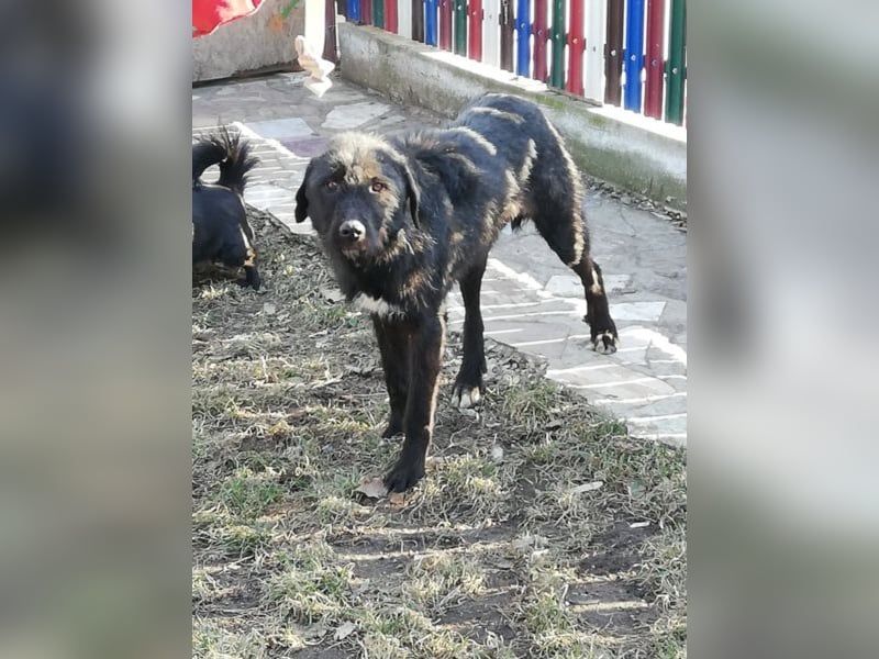 Lisa – so ein großer Schatz, 2 Jahre jung