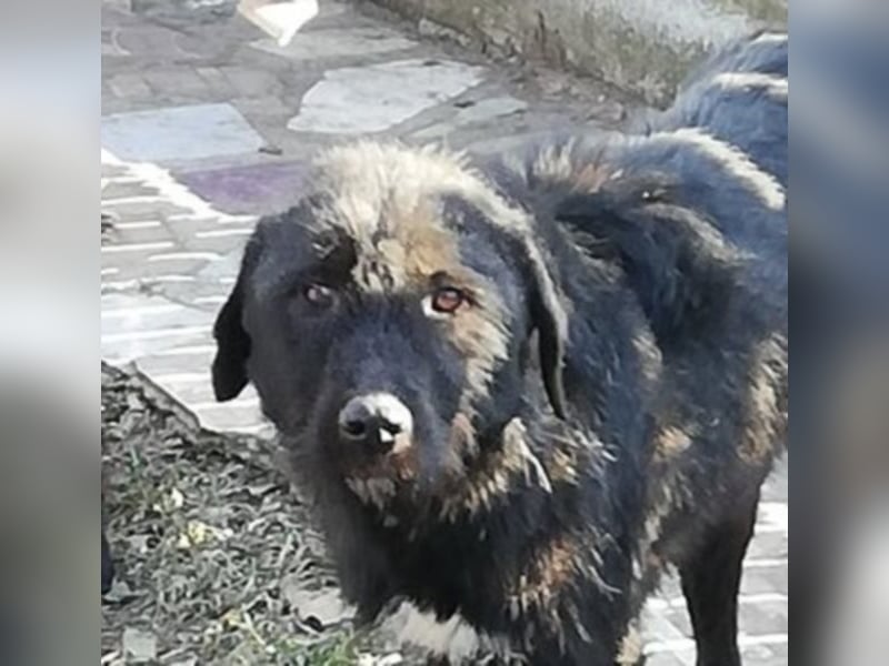 Lisa – so ein großer Schatz, 2 Jahre jung