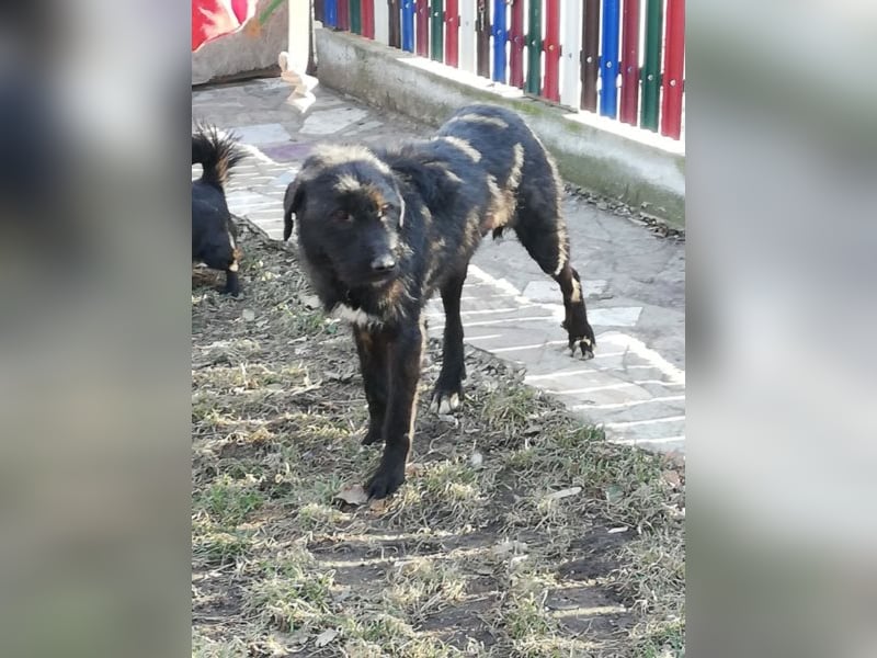 Lisa – so ein großer Schatz, 2 Jahre jung