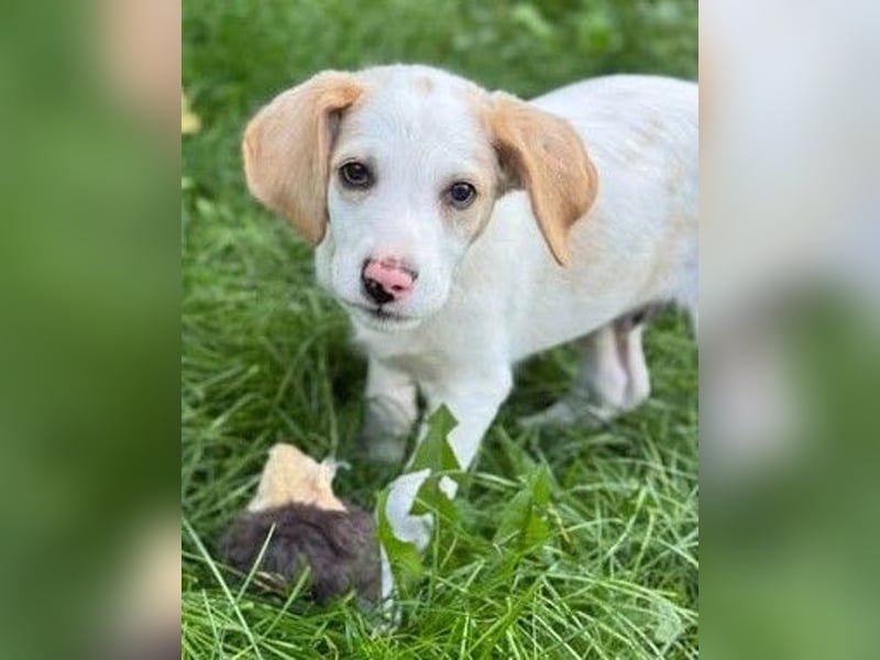 Liebenswertes Hundekind Samson