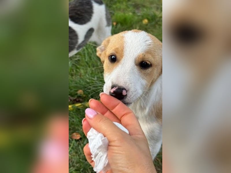 Hübsches Hundekind Marissa
