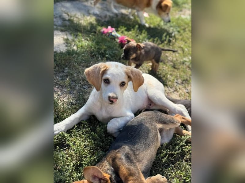 Liebenswertes Hundekind Samson
